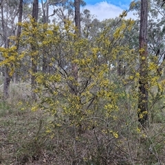 Acacia paradoxa at Boorowa, NSW - 21 Sep 2024