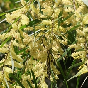 Acacia longifolia subsp. longifolia at Wodonga, VIC - 21 Sep 2024