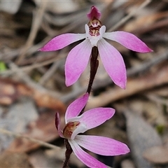 Caladenia carnea at Boorowa, NSW - 21 Sep 2024 by trevorpreston