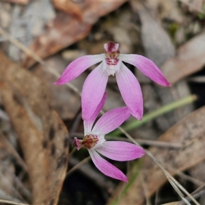 Caladenia fuscata at Boorowa, NSW - 21 Sep 2024