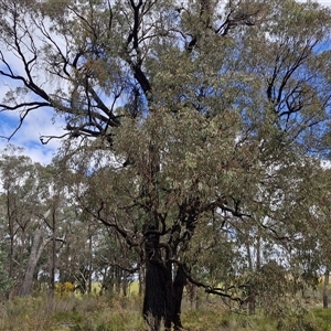 Eucalyptus sideroxylon subsp. sideroxylon at Boorowa, NSW - 21 Sep 2024 12:33 PM