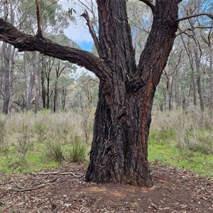 Eucalyptus sideroxylon subsp. sideroxylon at Boorowa, NSW - 21 Sep 2024 12:33 PM