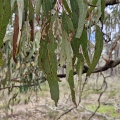 Eucalyptus sideroxylon subsp. sideroxylon at Boorowa, NSW - 21 Sep 2024 12:33 PM