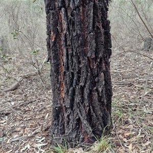 Eucalyptus sideroxylon subsp. sideroxylon at Taylors Flat, NSW - 21 Sep 2024