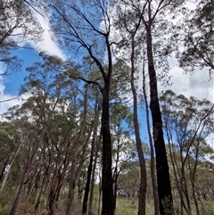 Eucalyptus sideroxylon subsp. sideroxylon at Taylors Flat, NSW - 21 Sep 2024