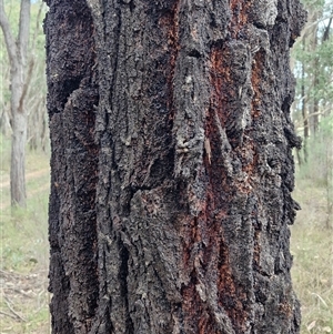 Eucalyptus sideroxylon subsp. sideroxylon at Taylors Flat, NSW - 21 Sep 2024