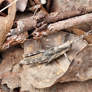 Coryphistes ruricola at Taylors Flat, NSW - 21 Sep 2024