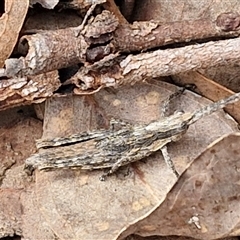 Coryphistes ruricola at Taylors Flat, NSW - 21 Sep 2024