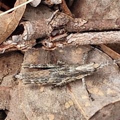 Coryphistes ruricola at Taylors Flat, NSW - 21 Sep 2024