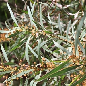 Acacia rubida at Wodonga, VIC - 21 Sep 2024 11:35 AM