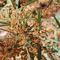 Acacia rubida at Wodonga, VIC - 21 Sep 2024 11:35 AM