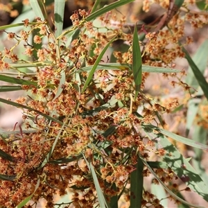 Acacia rubida at Wodonga, VIC - 21 Sep 2024 11:35 AM