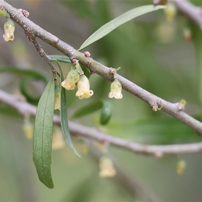 Melicytus dentatus at Wodonga, VIC - 21 Sep 2024 by KylieWaldon