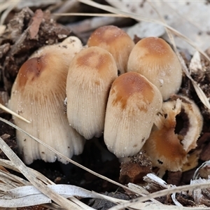 Coprinellus micaceus group at Wodonga, VIC - 21 Sep 2024 11:38 AM