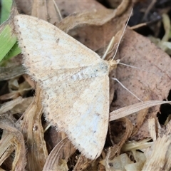 Scopula rubraria at Wodonga, VIC - 21 Sep 2024 by KylieWaldon