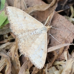 Scopula rubraria at Wodonga, VIC - 21 Sep 2024 11:39 AM