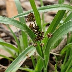 Luzula densiflora (Dense Wood-rush) at Taylors Flat, NSW - 21 Sep 2024 by trevorpreston