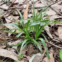 Luzula densiflora at Taylors Flat, NSW - 21 Sep 2024 11:51 AM