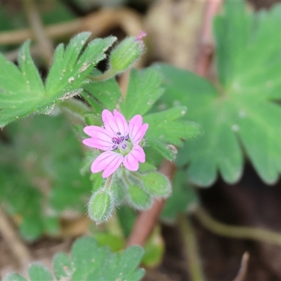 Geranium sp. at Wodonga, VIC - 21 Sep 2024 by KylieWaldon