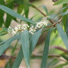 Hakea salicifolia at Wodonga, VIC - 21 Sep 2024 by KylieWaldon