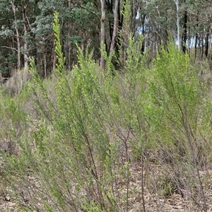 Cassinia sifton at Taylors Flat, NSW - 21 Sep 2024 11:49 AM