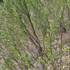 Cassinia sifton at Taylors Flat, NSW - 21 Sep 2024 11:49 AM