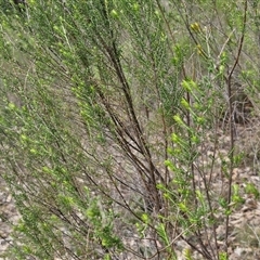 Cassinia sifton at Taylors Flat, NSW - 21 Sep 2024