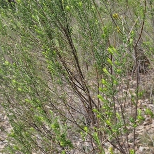 Cassinia sifton at Taylors Flat, NSW - 21 Sep 2024 11:49 AM