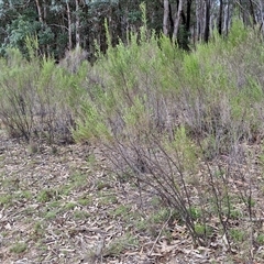 Cassinia sifton at Taylors Flat, NSW - 21 Sep 2024