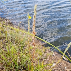 Unidentified Other Wildflower or Herb at Mitchell Plateau, WA by Mike