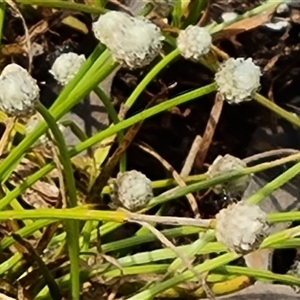 Unidentified Other Wildflower or Herb at Mitchell Plateau, WA by Mike