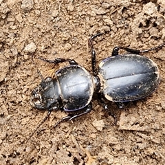 Carenum (genus) (Predatory ground beetle) at Taylors Flat, NSW - 21 Sep 2024 by trevorpreston