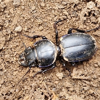 Carenum (genus) (Predatory ground beetle) at Taylors Flat, NSW - 21 Sep 2024 by trevorpreston
