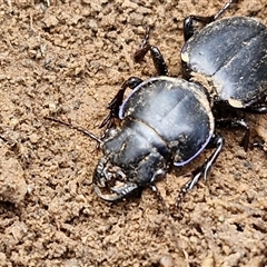 Carenum sp. (genus) at Taylors Flat, NSW - 21 Sep 2024