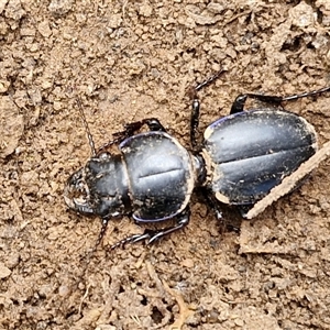 Carenum sp. (genus) at Taylors Flat, NSW - 21 Sep 2024 11:47 AM