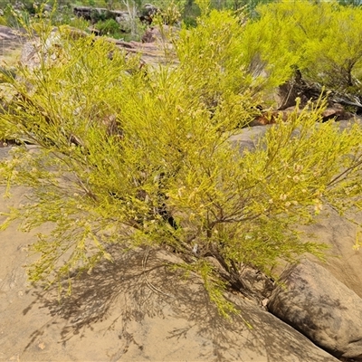 Unidentified Other Shrub at Mitchell Plateau, WA - 21 Sep 2024 by Mike