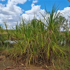 Unidentified Plant at Mitchell Plateau, WA - 21 Sep 2024 by Mike