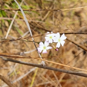 Unidentified Other Wildflower or Herb at Mitchell Plateau, WA by Mike