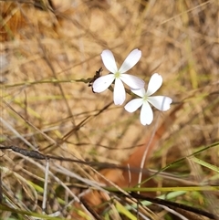 Unidentified at suppressed - 21 Sep 2024