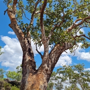 Unidentified Gum Tree at Mitchell Plateau, WA by Mike