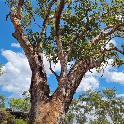 Unidentified Gum Tree at Mitchell Plateau, WA - 21 Sep 2024 by Mike