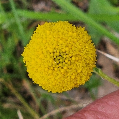 Craspedia variabilis (Common Billy Buttons) at Burrinjuck, NSW - 21 Sep 2024 by sduus