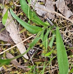 Craspedia variabilis at Burrinjuck, NSW - 21 Sep 2024