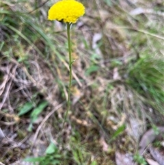 Craspedia variabilis at Burrinjuck, NSW - 21 Sep 2024