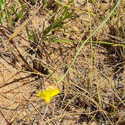 Unidentified Other Wildflower or Herb at Mitchell Plateau, WA - 21 Sep 2024 by Mike