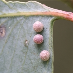Schedotrioza sp. (genus) (A gall forming psyllid) at Wodonga, VIC - 21 Sep 2024 by KylieWaldon