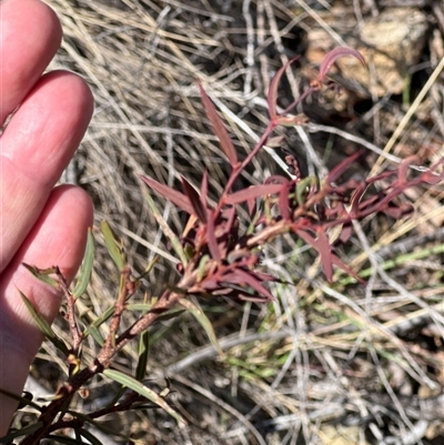 Acacia siculiformis (Dagger Wattle) at Rendezvous Creek, ACT - 21 Sep 2024 by JimL