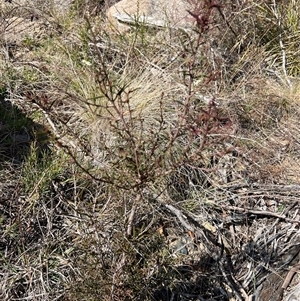 Acacia siculiformis at Rendezvous Creek, ACT - 21 Sep 2024 09:45 AM