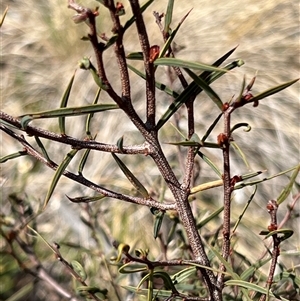 Acacia siculiformis at Rendezvous Creek, ACT - 21 Sep 2024 09:45 AM