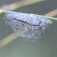 Anestia (genus) at Wodonga, VIC - 21 Sep 2024 by KylieWaldon